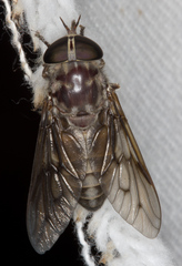 Tabanus equalis