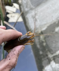 Procambarus virginalis