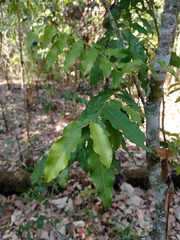 Picramnia antidesma