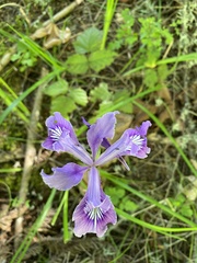 Iris tenax tenax