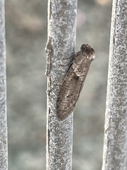 Lepidoscia euryptera