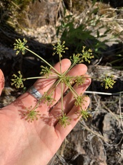Lomatium howellii