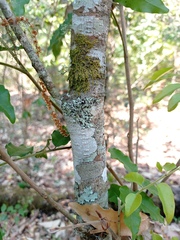 Picramnia antidesma