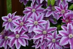 Clematis florida