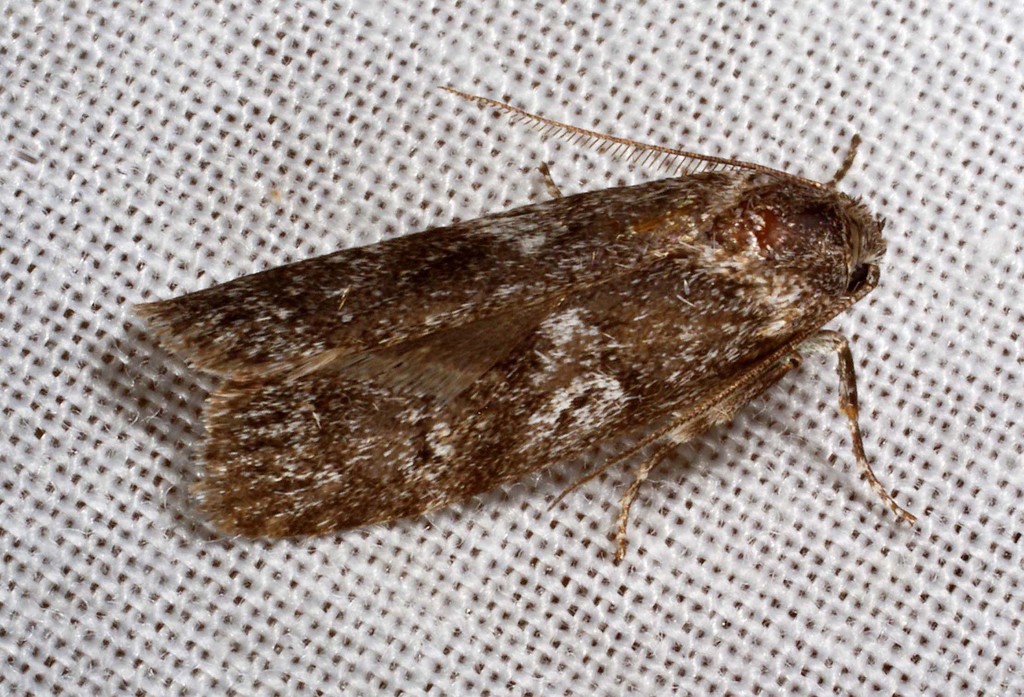 Araeostoma
