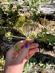 Lomatium howellii