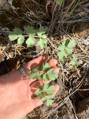Lomatium howellii