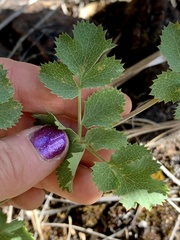 Lomatium howellii