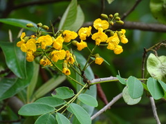 (c) Alexis López Hernández, some rights reserved (CC BY) Pterocarpus rohrii, photograph (c) Alexis López Hernández, some rights reserved (CC BY)