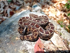 Crotalus campbelli