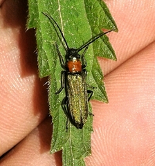 Anogcodes seladonius