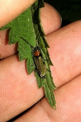 Anogcodes seladonius