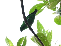 Chlorochrysa phoenicotis