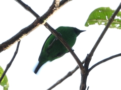 Chlorochrysa phoenicotis