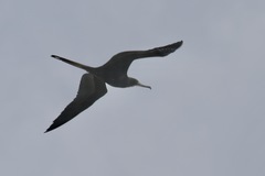 Fregata magnificens
