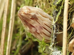 Morchella pulchella
