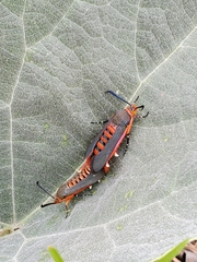 Eichlinia grande