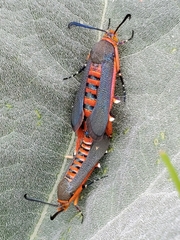 Eichlinia grande