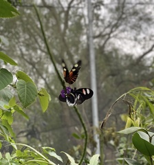 Heliconius doris