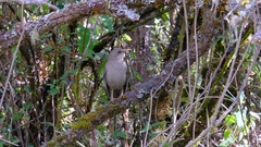 Turdus leucomelas