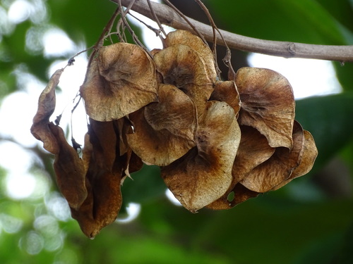 Pterocarpus rohrii, photograph 2