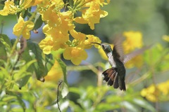 Anthracothorax dominicus