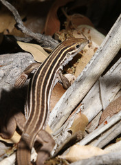 Aspidoscelis sonorae