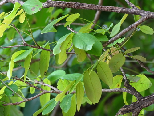 Pterocarpus rohrii, photograph 3