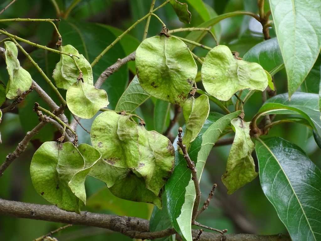 Pterocarpus rohrii; photograph (c) Alexis López Hernández, some rights reserved (CC BY)
