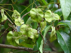 Pterocarpus rohrii