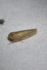 Paraphlepsius planus