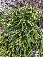 Diphasiastrum alpinum