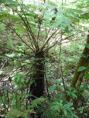 Cyathea costaricensis