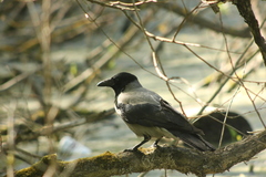 Corvus cornix