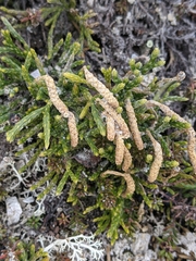 Diphasiastrum alpinum