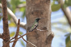 Anthracothorax dominicus