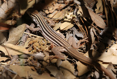 Aspidoscelis sonorae