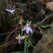 Lobelia occidentalis - Photo (c) Jesús G. González Gallegos, algunos derechos reservados (CC BY-NC), subido por Jesús G. González Gallegos