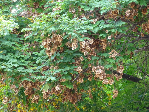 Pterocarpus rohrii, photograph 4