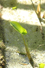 Calla palustris
