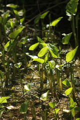 Calla palustris