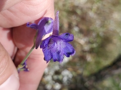 Delphinium hansenii