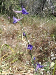 Delphinium hansenii