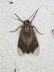 Episcepsis capysca