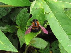 Xylocopa similis