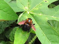 Xylocopa similis