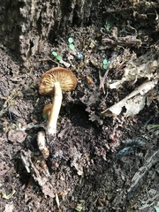 Kuehneromyces
