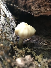 Kuehneromyces