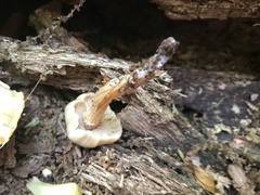 Kuehneromyces