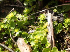 Chrysosplenium tetrandrum